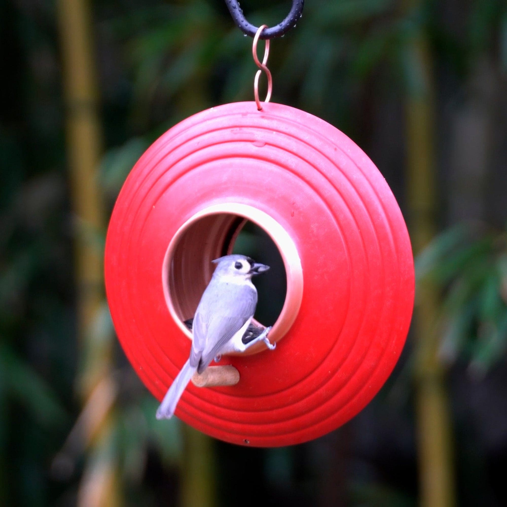 Mojave Fly Thru Bird Feeder
